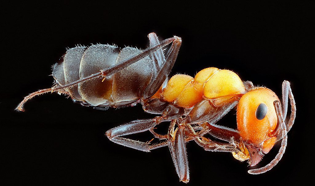 Ant Control service in Phoenix, AZ