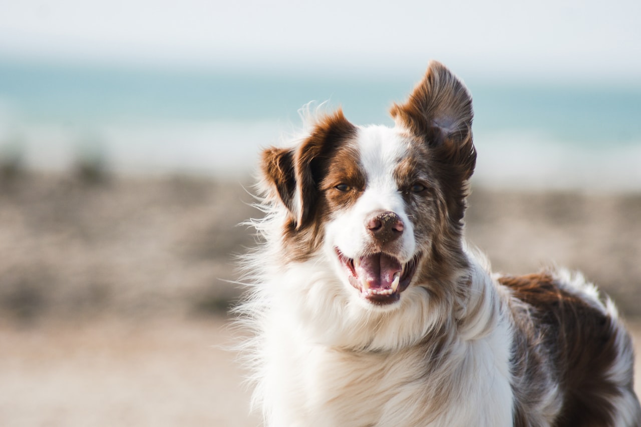 Flea & Tick Control service in Phoenix, AZ