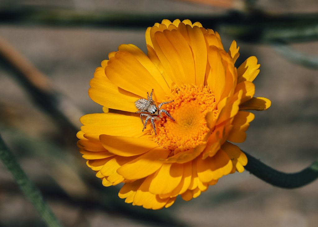 Spider Control service in Phoenix, AZ